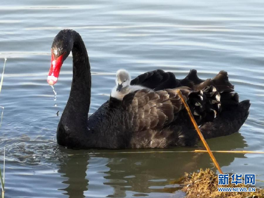 萌化了！黑天鵝寶寶出窩“游湖”