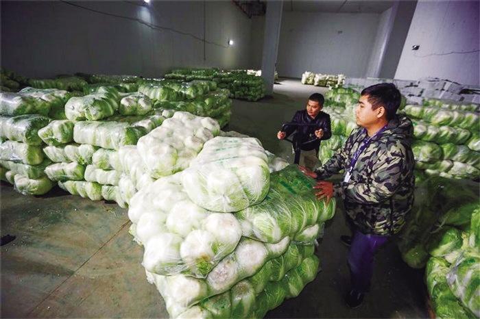 蘭州市已儲備1萬噸冬春蔬菜以耐貯存、易周轉品種為主