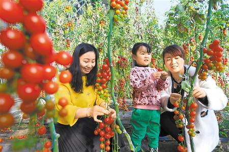 酒泉市肅州區東洞戈壁產業園里的圣女果、人參果陸續成熟上市