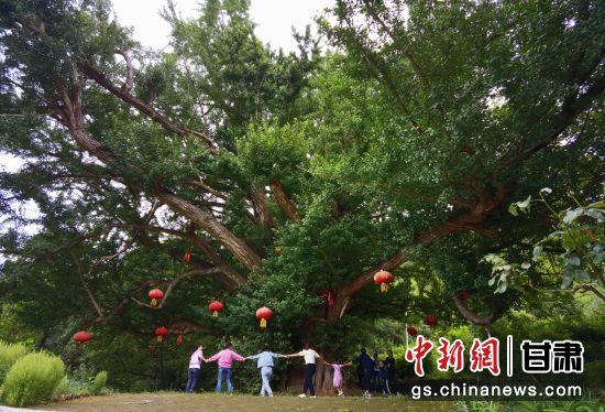 隴南徽縣境內最古老的銀杏樹。當地傳說，它已有千年樹齡。（資料圖）殷春永 攝