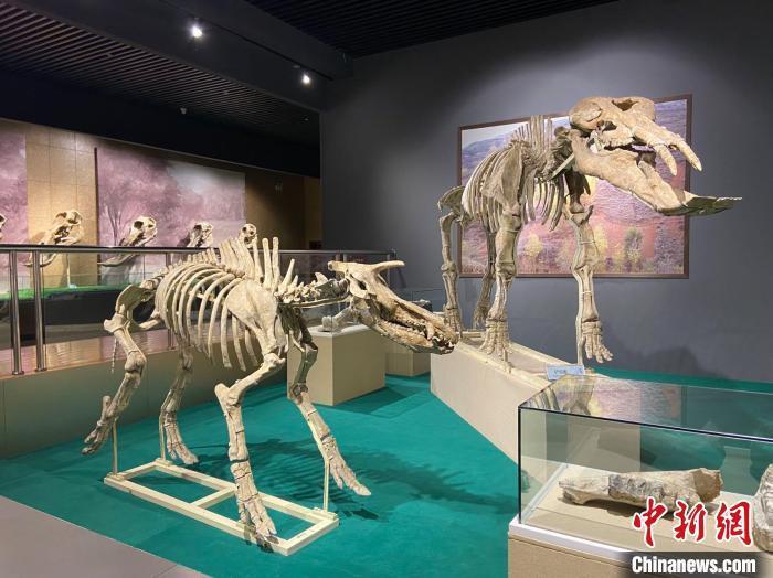 圖為5月底，和政縣古動物化石博物館內修復后的古生物化石。　高展 攝