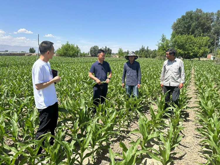 臨澤縣蓼泉鎮(zhèn)紀(jì)委工作人員深入田間地頭，現(xiàn)場了解玉米制種長勢和產(chǎn)業(yè)發(fā)展情況。.jpg
