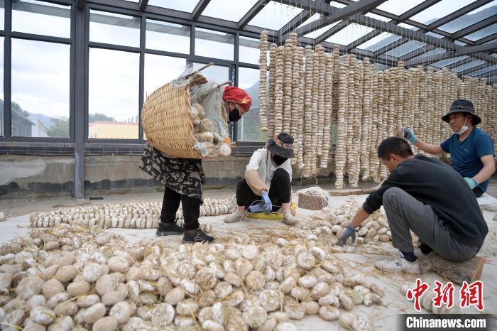 5月10日，甘肅省甘南藏族自治州迭部縣一青稞酒廠，工作人員用青稞面和青稞草等制成的曲坯用繩子串起來，方便掛起來曬干。九美旦增　攝