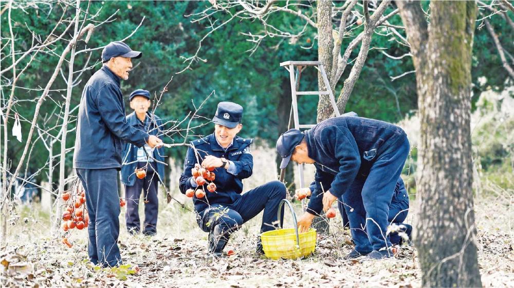 正寧周家派出所民警走進柿子園
