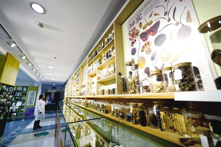 國家重要野生植物種質資源庫辰山中心種子存量突破一億粒