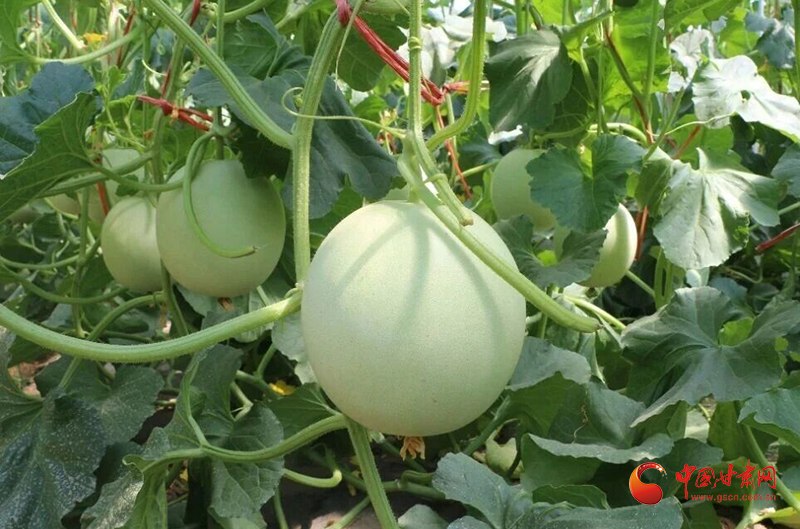 瓜州：戈壁寒冬結“金果”秋延蜜瓜熱銷暖農(nóng)心