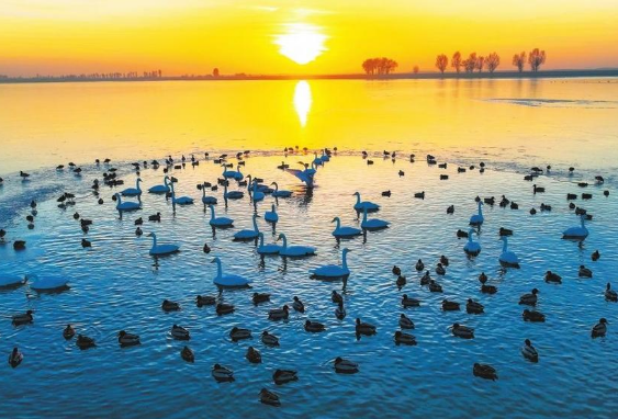 金塔：候鳥翔集生態美